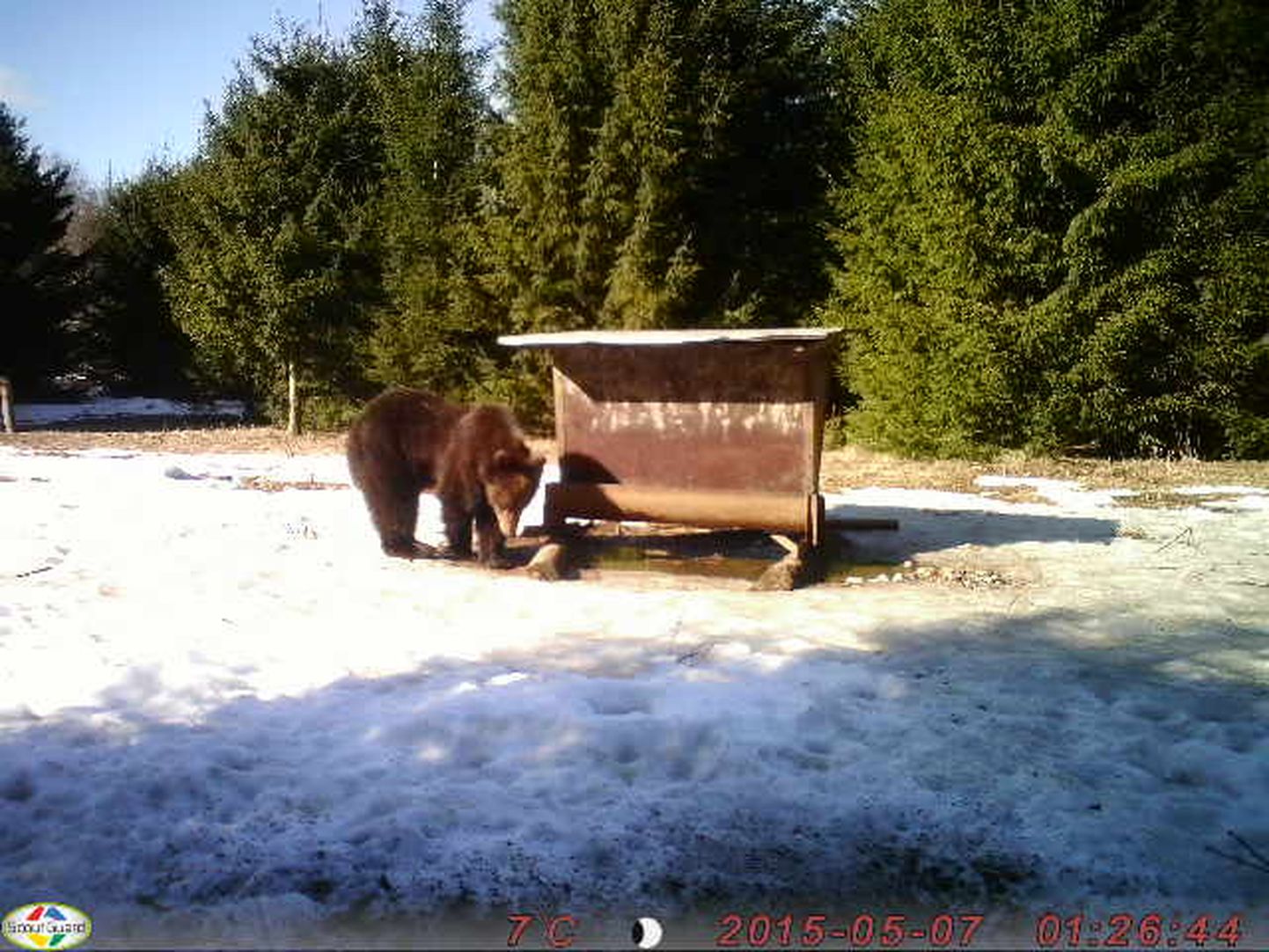 Karud suunduvad esmalt toitu otsima neile tuttavatesse söödakohtadesse.
