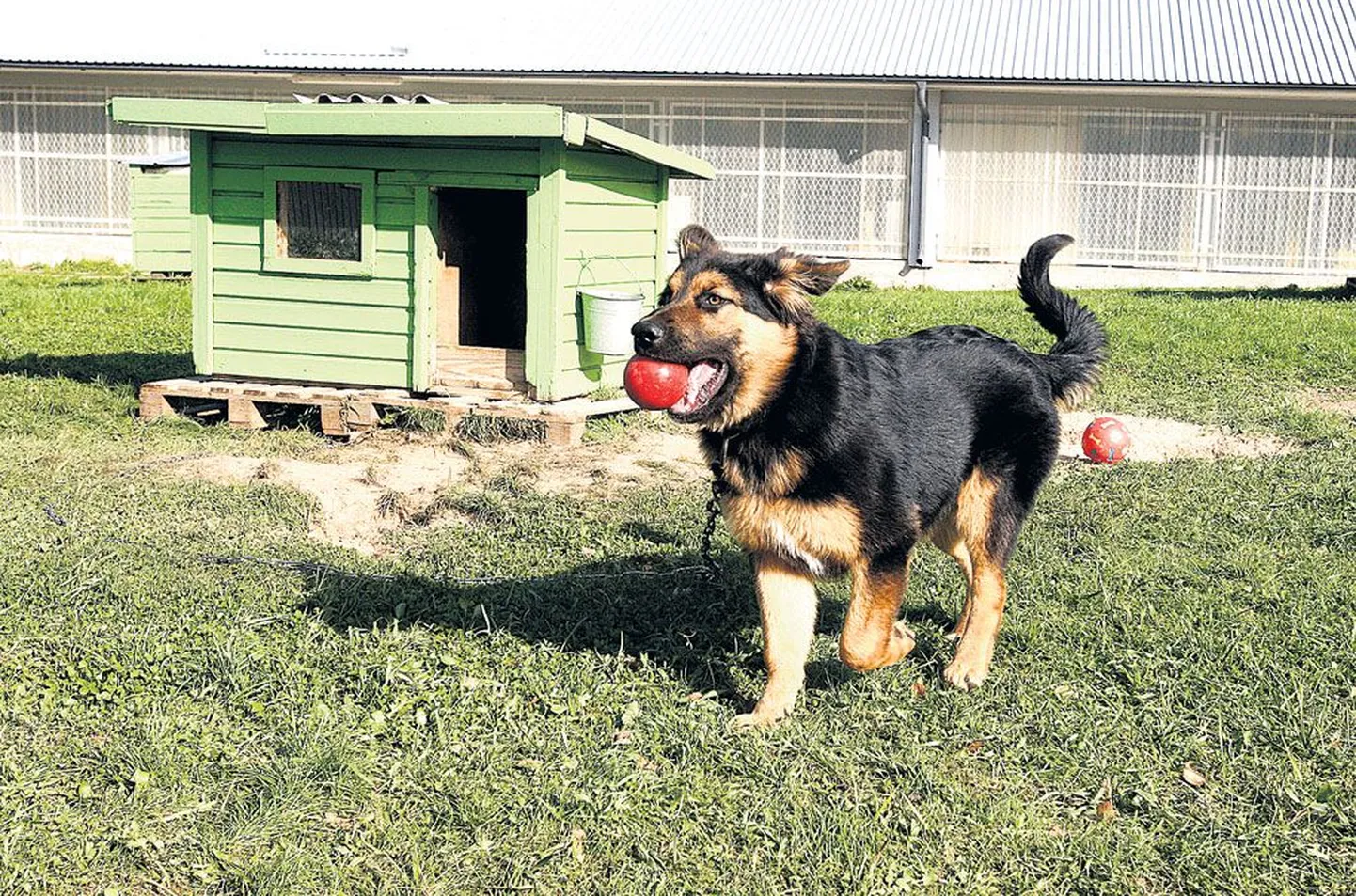 Umbes pooleaastase isase Muksu elu peaks edaspidi minema väga hea stsenaariumi järgi: Tartu lähedal elav pere tahab teda lemmikloomaks, kes ei pea päevi veetma ketis, vaid saab mööda aeda ringi tuisata ja inimese tähelepanu nii palju, kui hing ihkab.