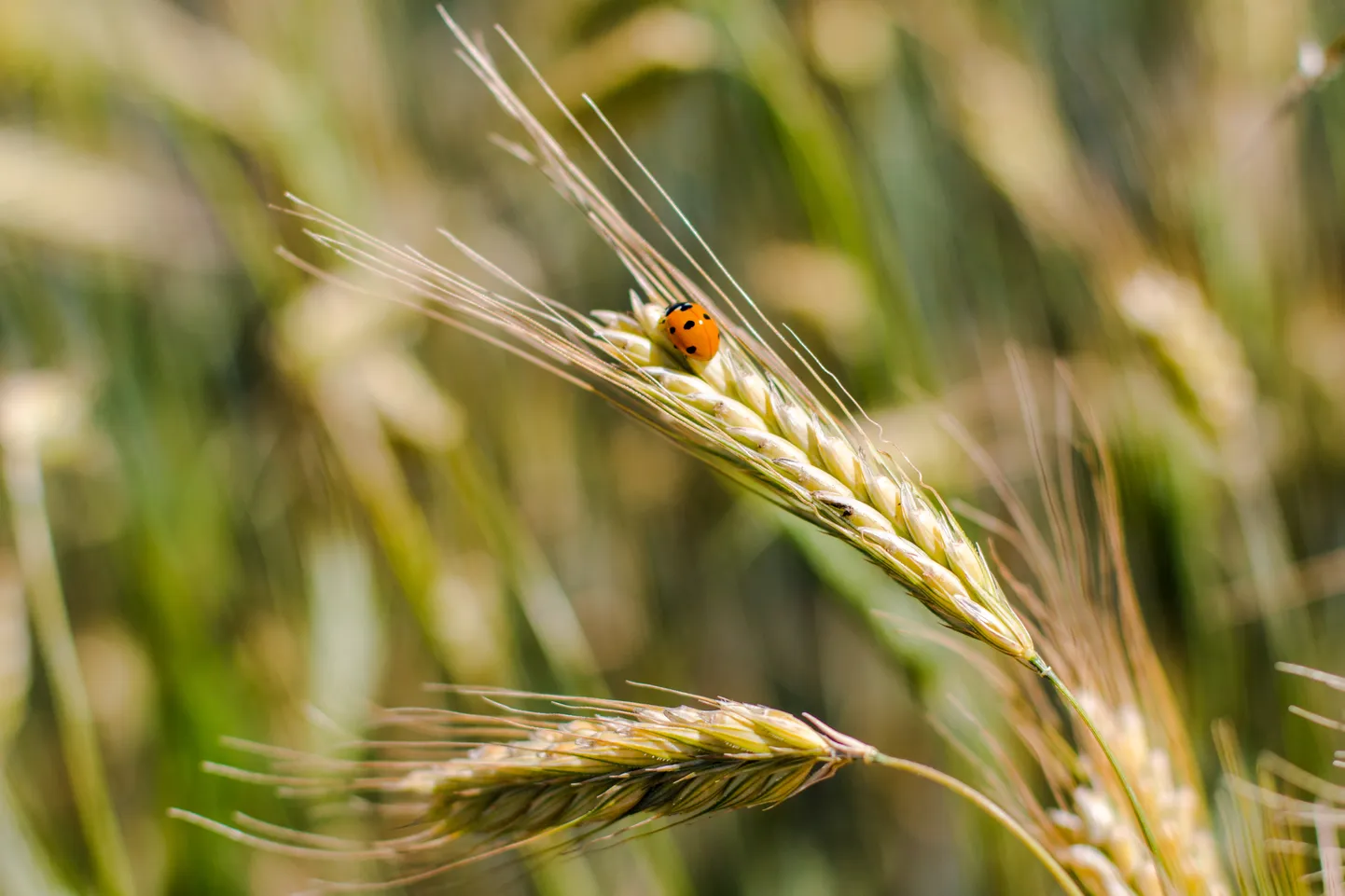 Eesti „häda” on selles, et kui liitusime ELiga, oli meil toetusalust pinda natuke üle 800 000 hektari, nüüdseks on see kasvanud ligi miljoni hektarini. Hektarite arvu kasv on osaliselt ära söönud kokku lepitud toetuse suurenemise.
