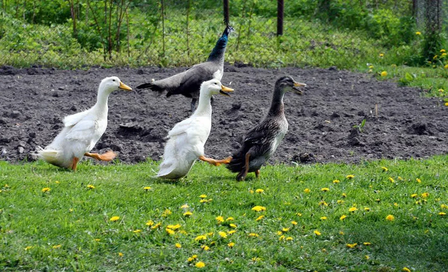 Noor-Kolga talu õuel sebis ringi pardipere ning aiamaal uudistas paabulind. Vaud olla aga meistrid kõike istutatut välja sikutama.