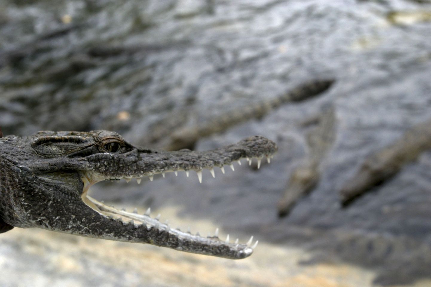 Indoneesias tappis krokodill kümneaastase tüdruku