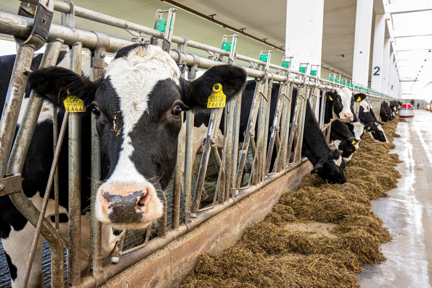 Pärnumaa tuntuim põllumajandusettevõte OÜ Weiss avas Viisireiu külas ülimoodsa laudakompleksi, mille ühes osas on 508 lehma sees, teine sama suur osa alles valmib.
