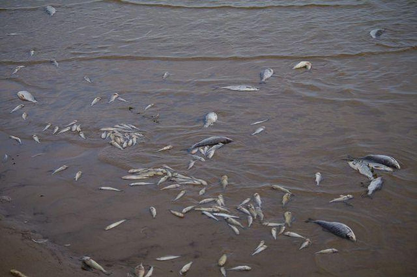 Hukkunud kalad Peipsi ääres.