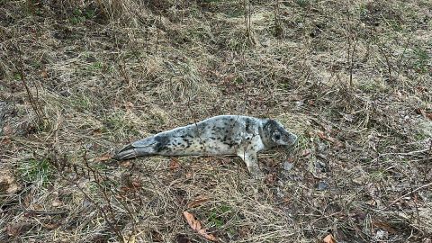 FOTO JA VIDEO ⟩ Päästjad aitasid Harjumaal tee äärde eksinud hülgepoja merre tagasi