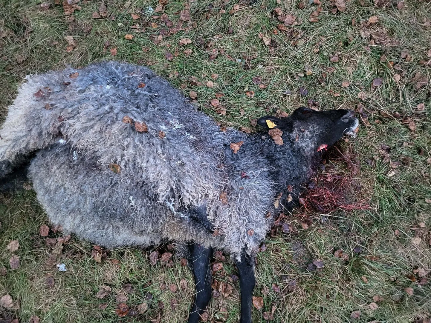 Hundi murtud lammas.