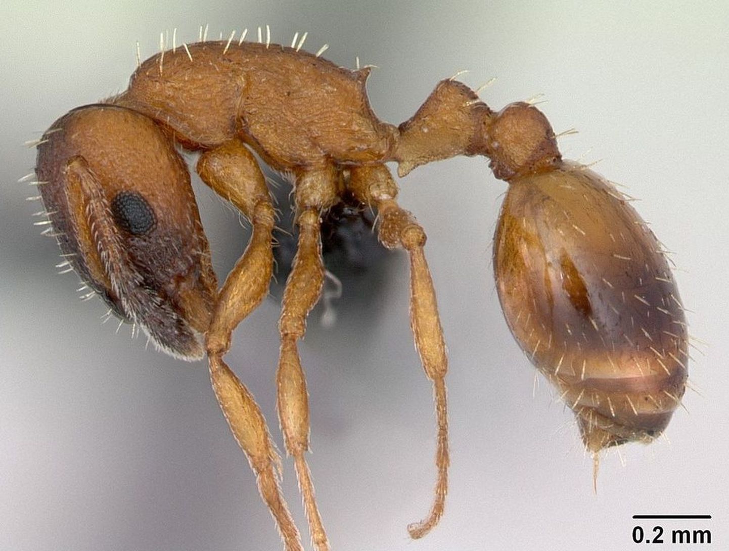 Temnothorax albipennis  sipelgas
