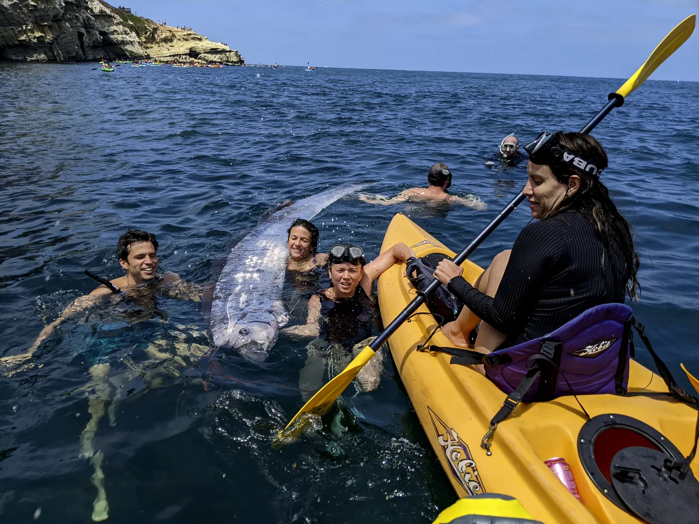 Teadlased ja snorgeldajad surnud hariliku heeringakuningaga San Diegos La Jolla lahes.