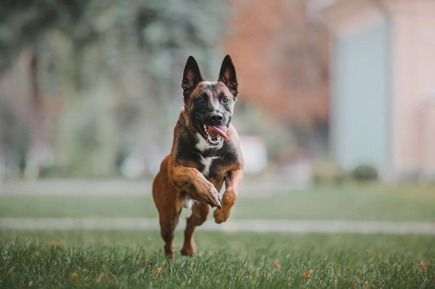Belgia malinois võib peagi lisanduda keelatud tõugude nimekirja.