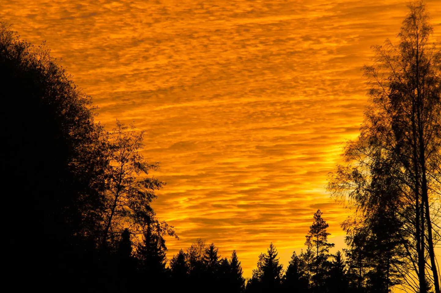 Hilissügis paneb mõtlema looduse igavesele ringkäigule.