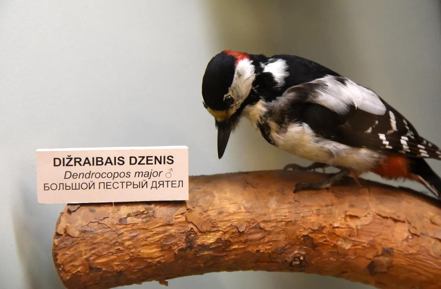 Latvijas Dabas muzeja pastāvīgā ekspozīcija.