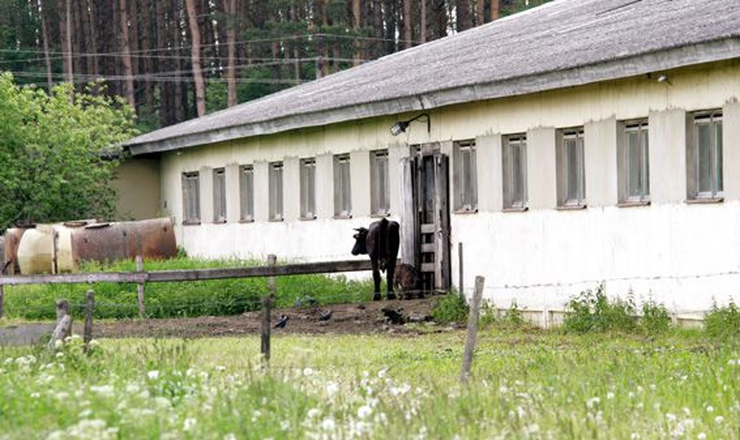 Ubja külas asuvas piimafarmis tahab uus omanik hakata tulevikus pidama lihaveiseid.