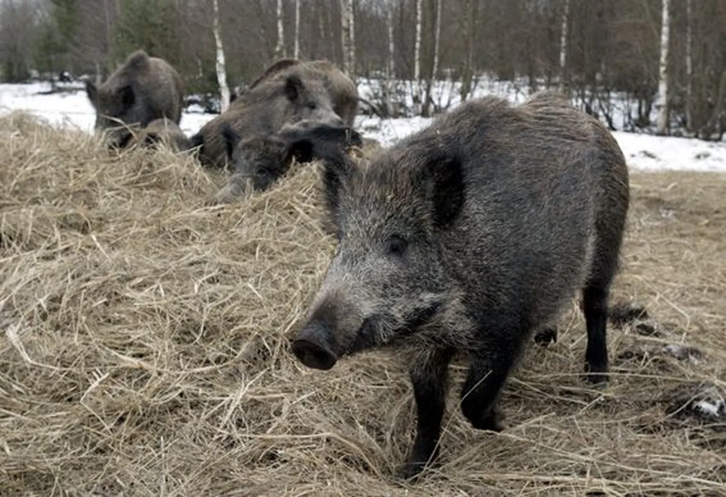 Metssead tuhnivad meelsasti söödaplatsile viidud heintes, aga käivad ka silorullide kallal.