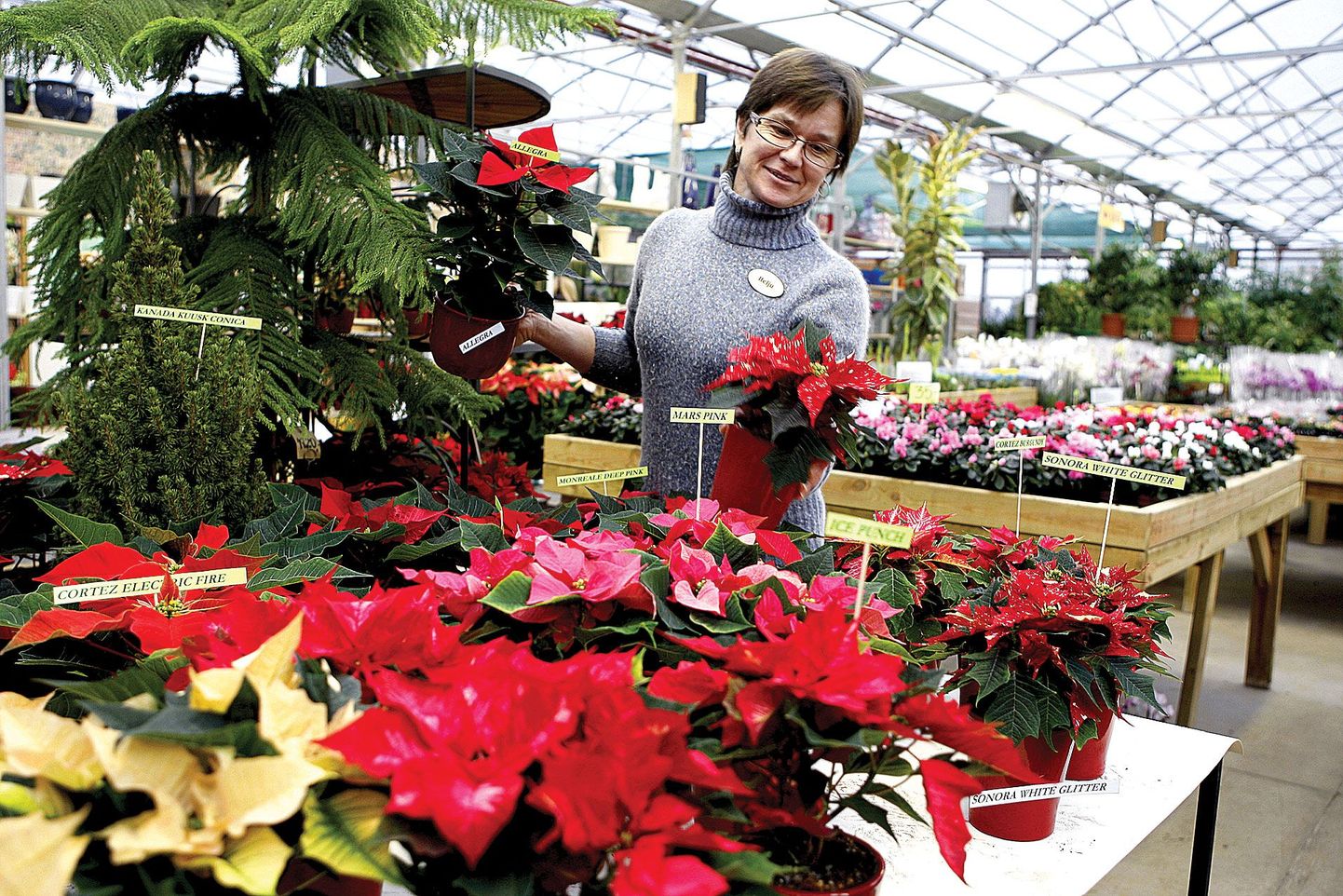 Jardini aianduskeskuse töötaja Helju Purm hoolitseb praegu igat tooni jõulutähtede eest ning kindlasti viib neist mõne peagi ka koju. «Mis jõulud need kuuse ja jõulutäheta oleksid,» naeris ta.