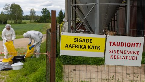 Afriški prašičji kuga potrjena v tartumski občini