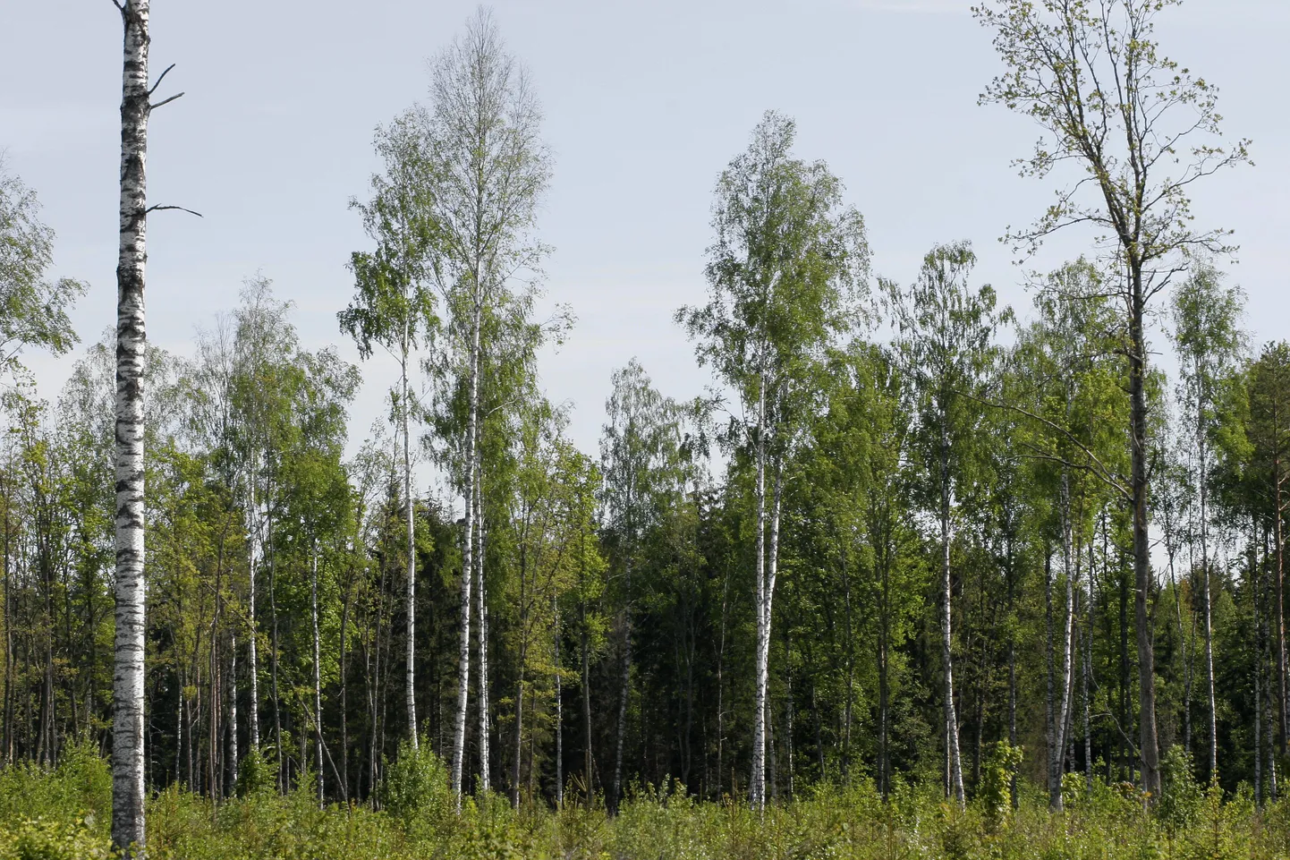 Kaasik.