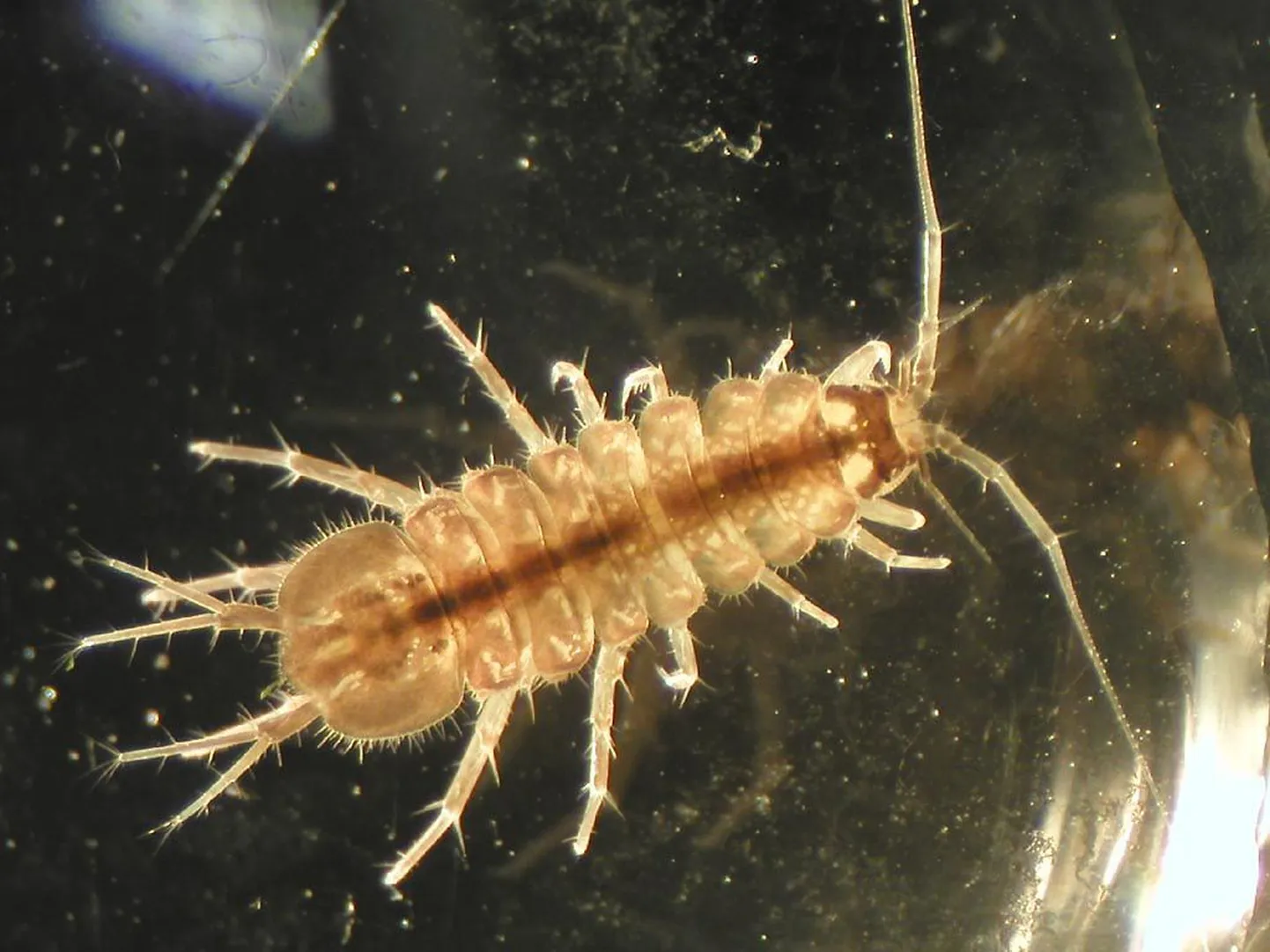 Водяной ослик (Asellus aquaticus).