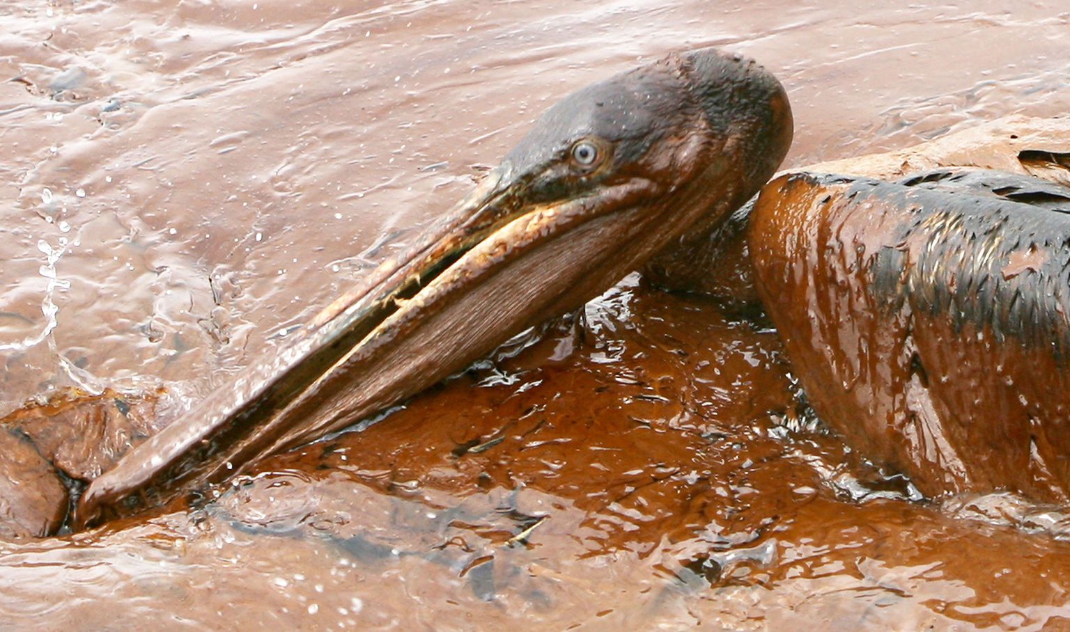BP lubas suuri summasid keskkonnakaitsele. Fotol naftane pelikan