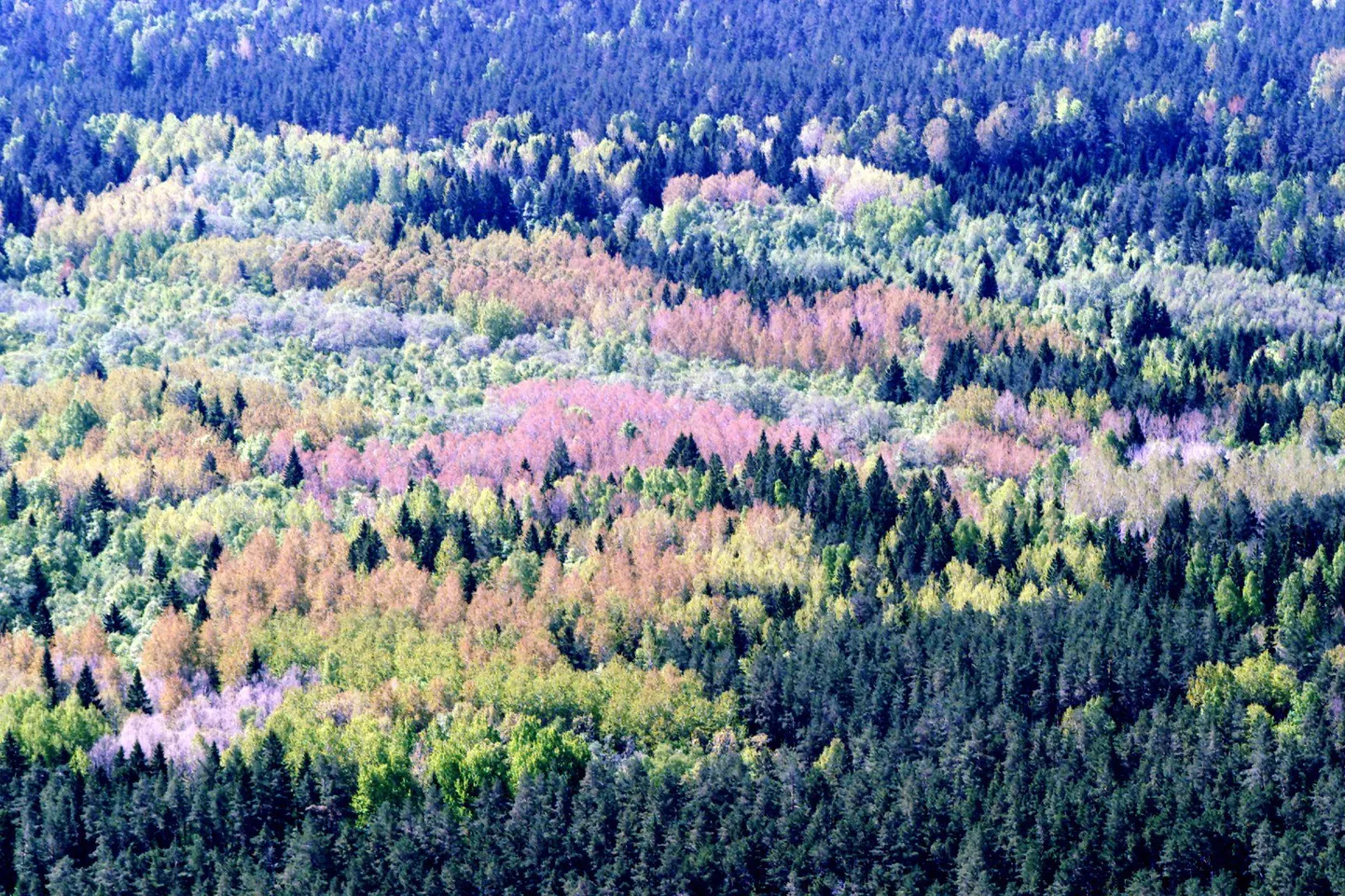 Lahemaa rahvuspark. Pilt on illustratiivne.