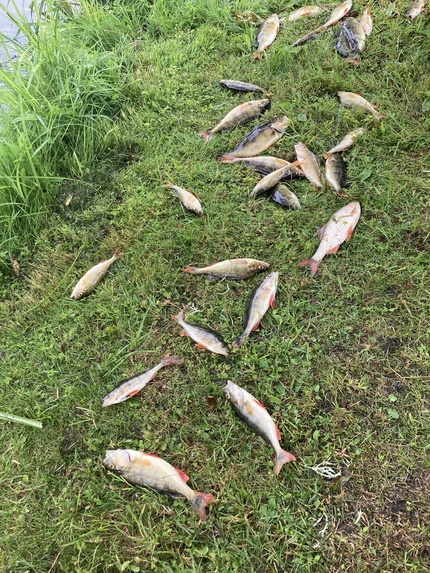 Reostus Umbusi jões tappis suure hulga kalu.