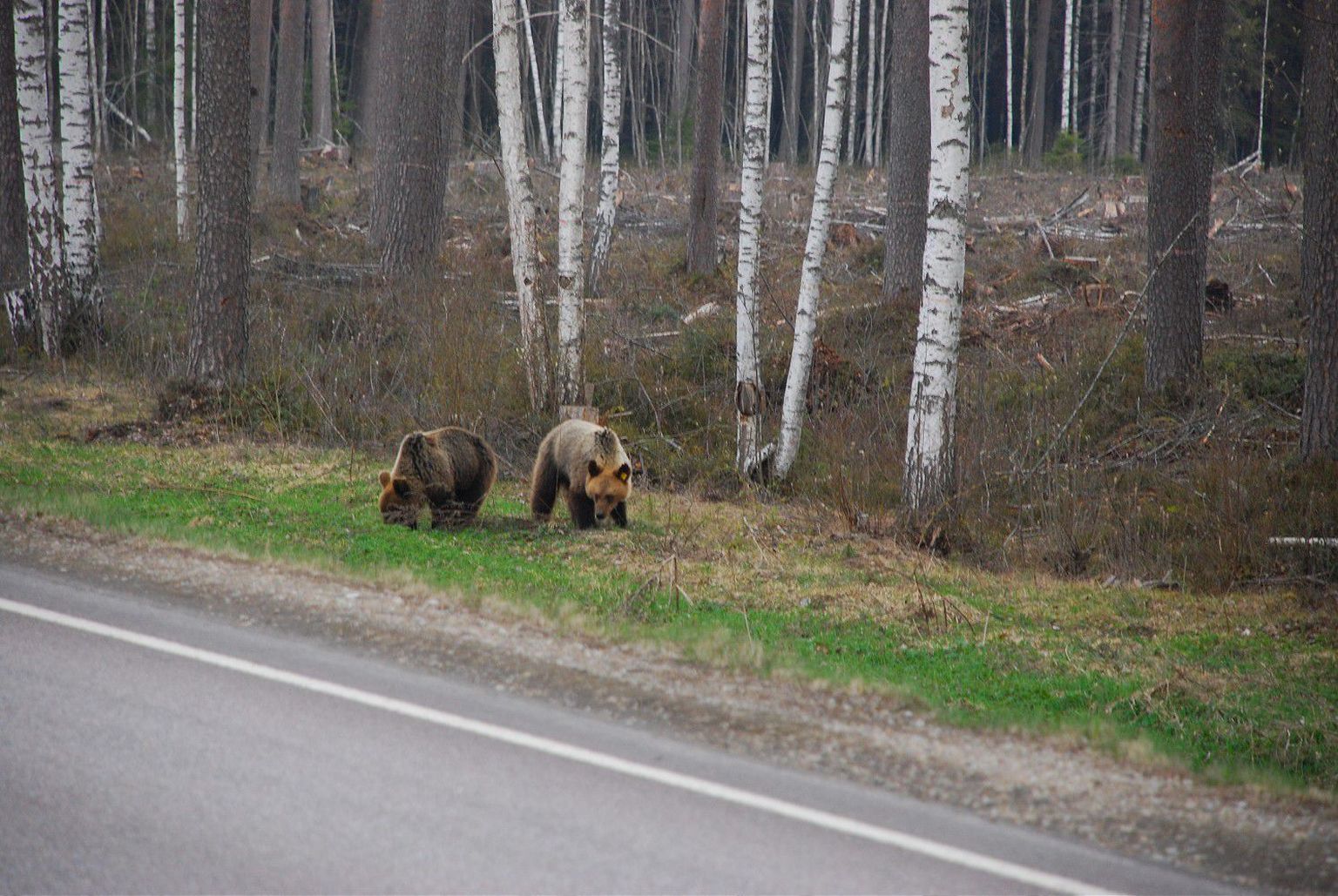 Медвежата у шоссе.
