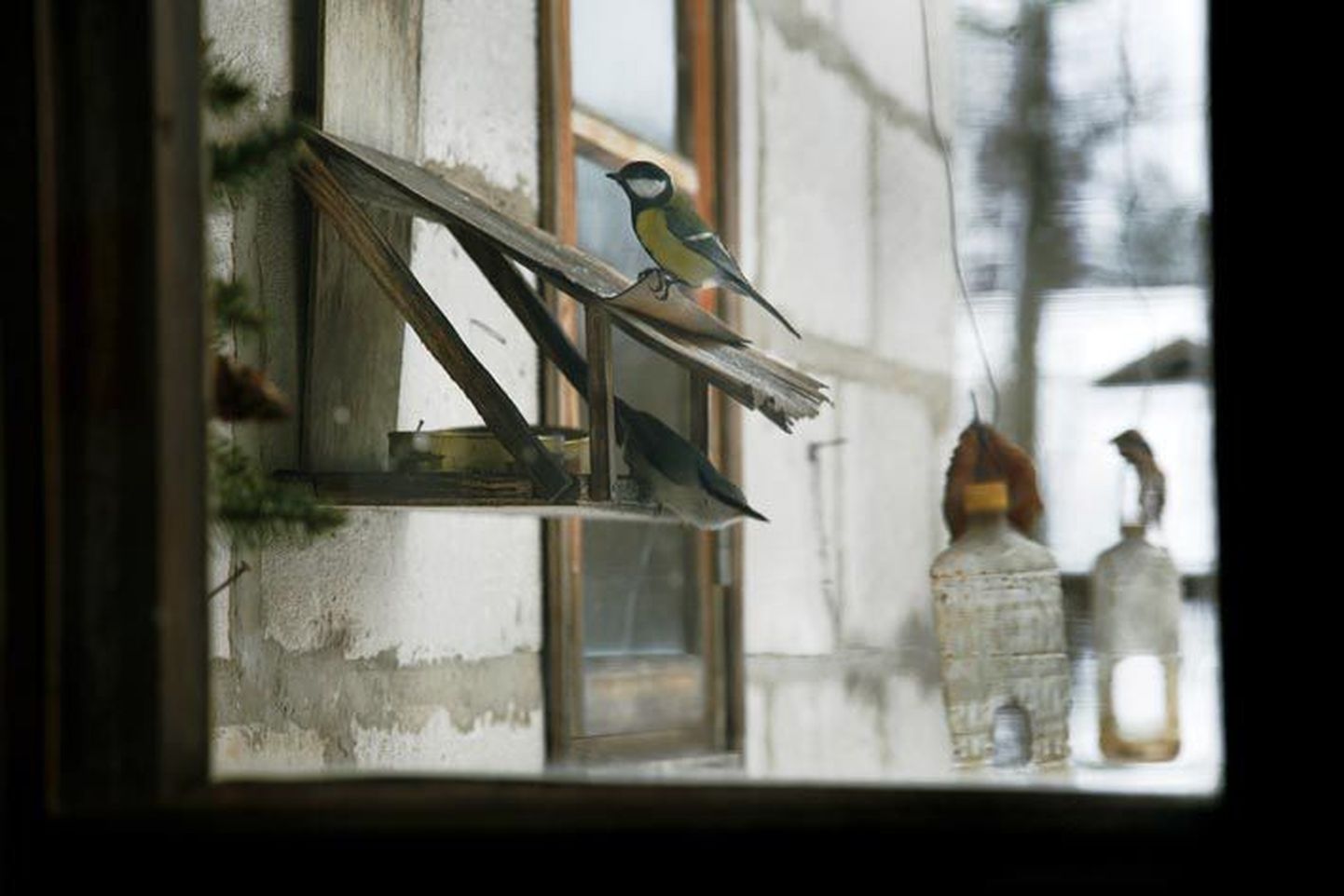Rasvatihased on talviti lindude toidulaual sagedased külalised, eriti nokapäraseks peavad nad pekitükki.