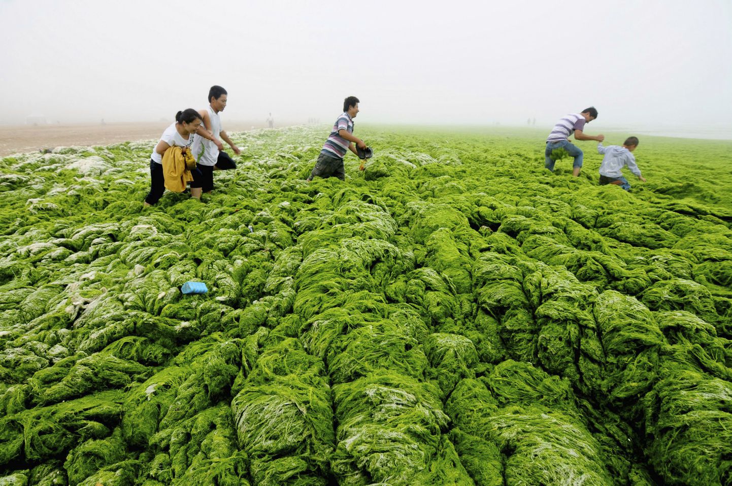 Qingdao linna juures Shandongi provintsis on rannad kaetud roheliste vetikavallidega.