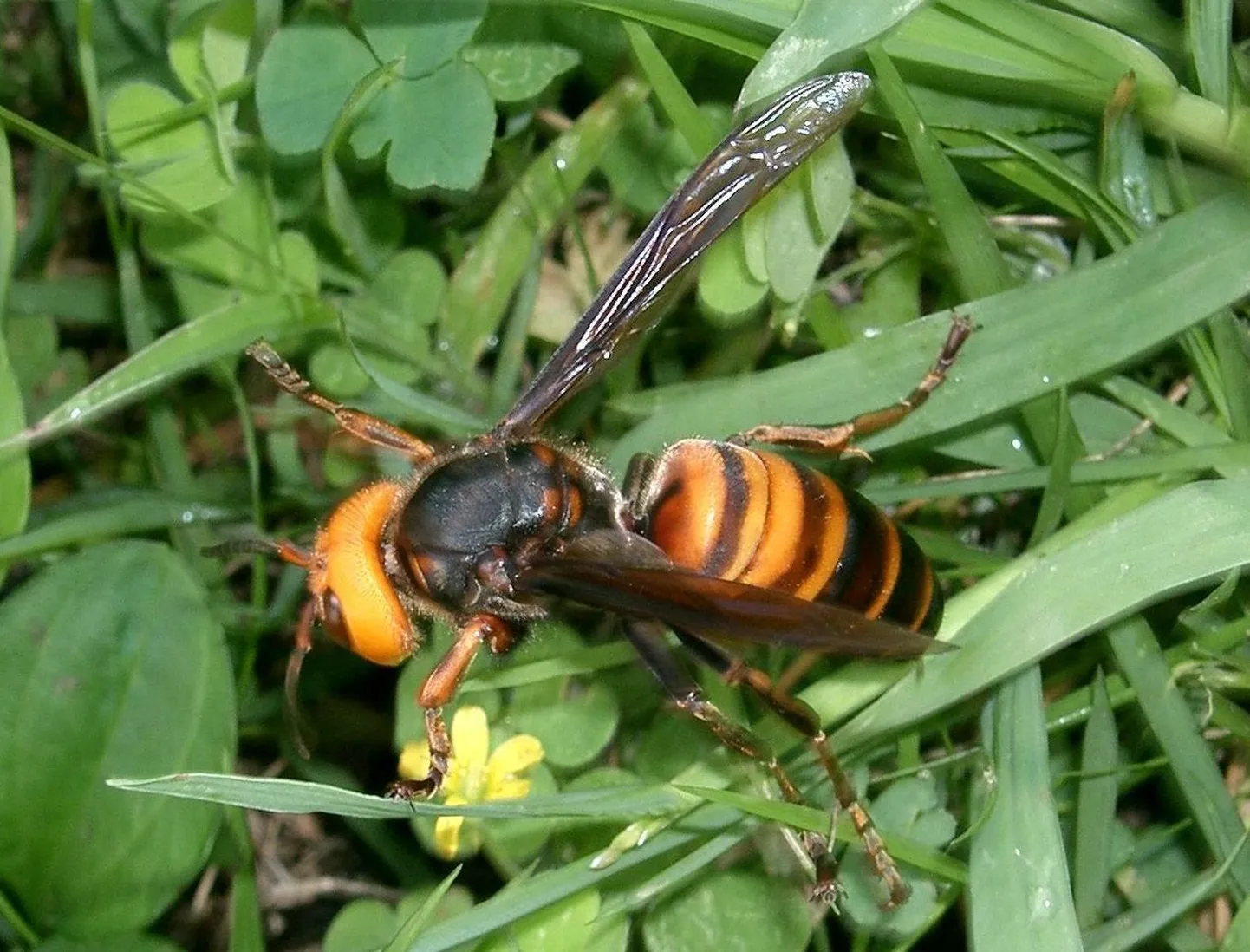 Vespa mandarinia japonica