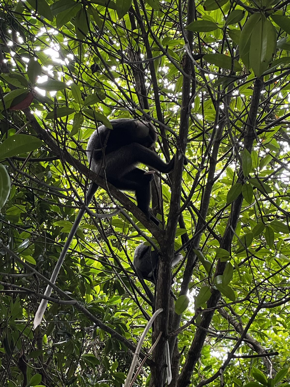 Mangroovisalus võib peale sattuda ahvide peretülile. Või kui on nende lõunane siesta ja nad käratseda ei viitsi, näed kõigepealt piikidena sirgeid sabasid.