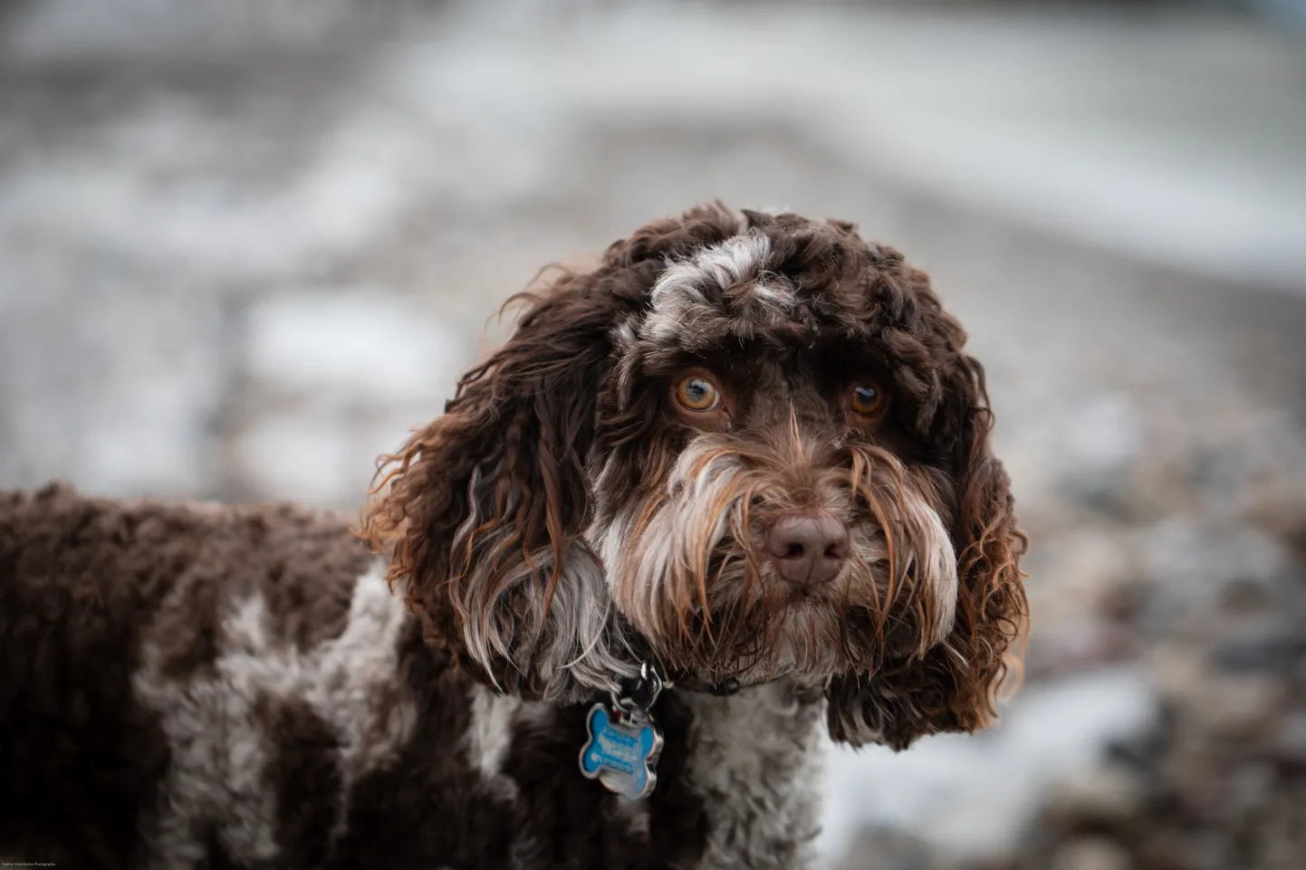 Austraalia Labradoodle.