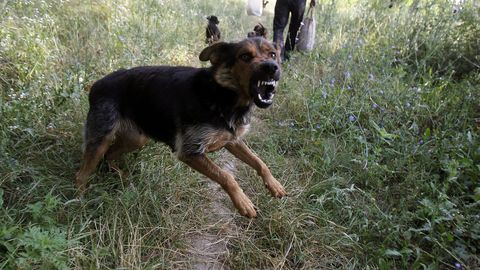 Rumeenias puresid hulkuvad koerad tervisesportlase surnuks