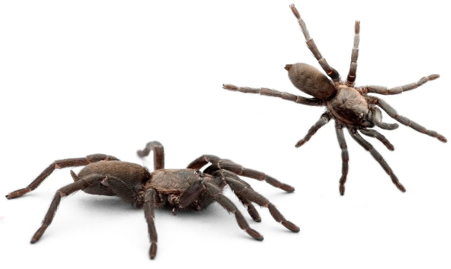 Euroopas elab kahte liiki tarantleid. Pildil on Ischnocolus valentinus.
