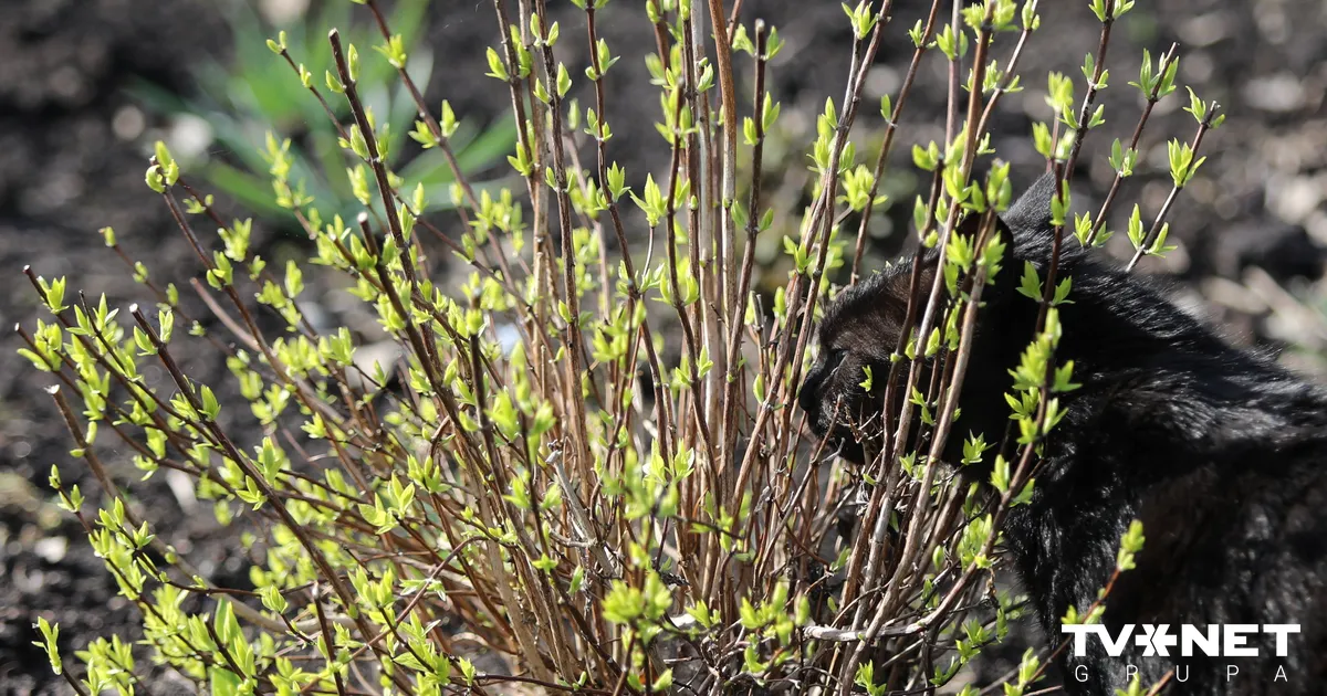 Daudzviet Latvijā labots 10. aprīļa temperatūras rekords