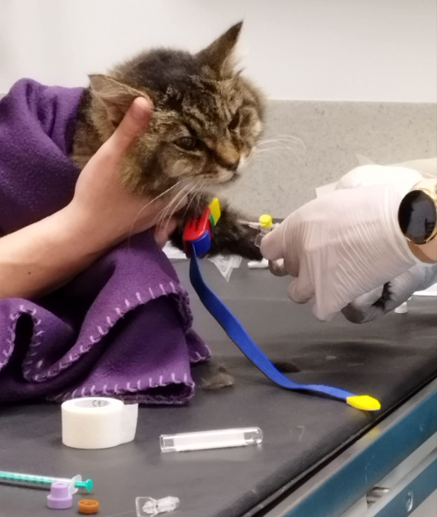 Кошка Кактус на лечении.