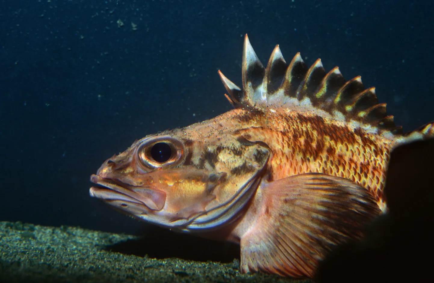 Meriahven (perek Sebastes) akvaariumis Californias.