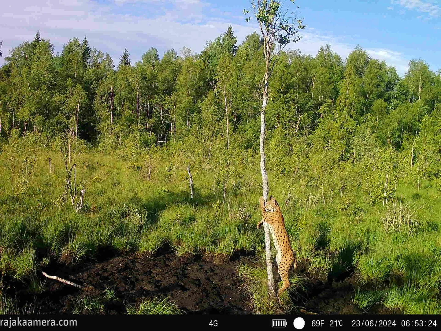 Ilves Padise jahimaadel.