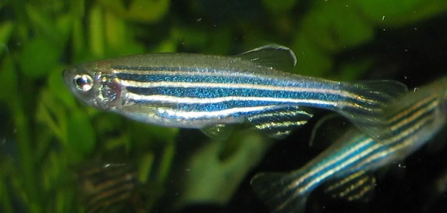 Sebrakala