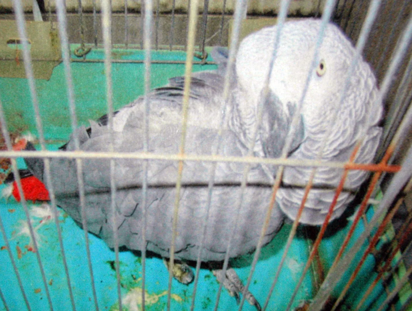 Papagoi Yosuke