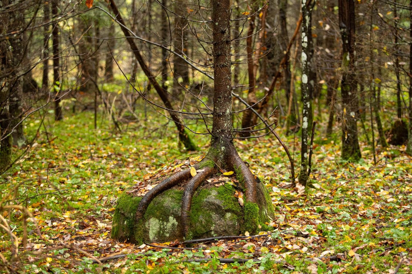 Väike-Maarja valla ühes Kiltsi lähedal asuvas metsatukas kasvab jonnakas kuuseke, mis on otsustanud endale nui neljaks kanavarbakujulised juured alla ajada. Olgu takistuseks kasvõi kivimürakas.