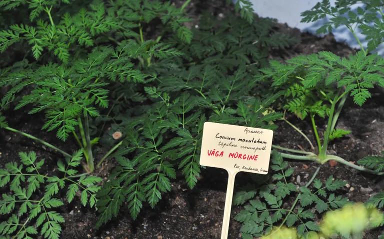 Täpiline surmaputk (Conium maculatum) kasvab 60–120 sentimeetri kõrguseks. See ebameeldiva lehaga ja valgete õitega taim õitseb Eestis juunist septembrini.
