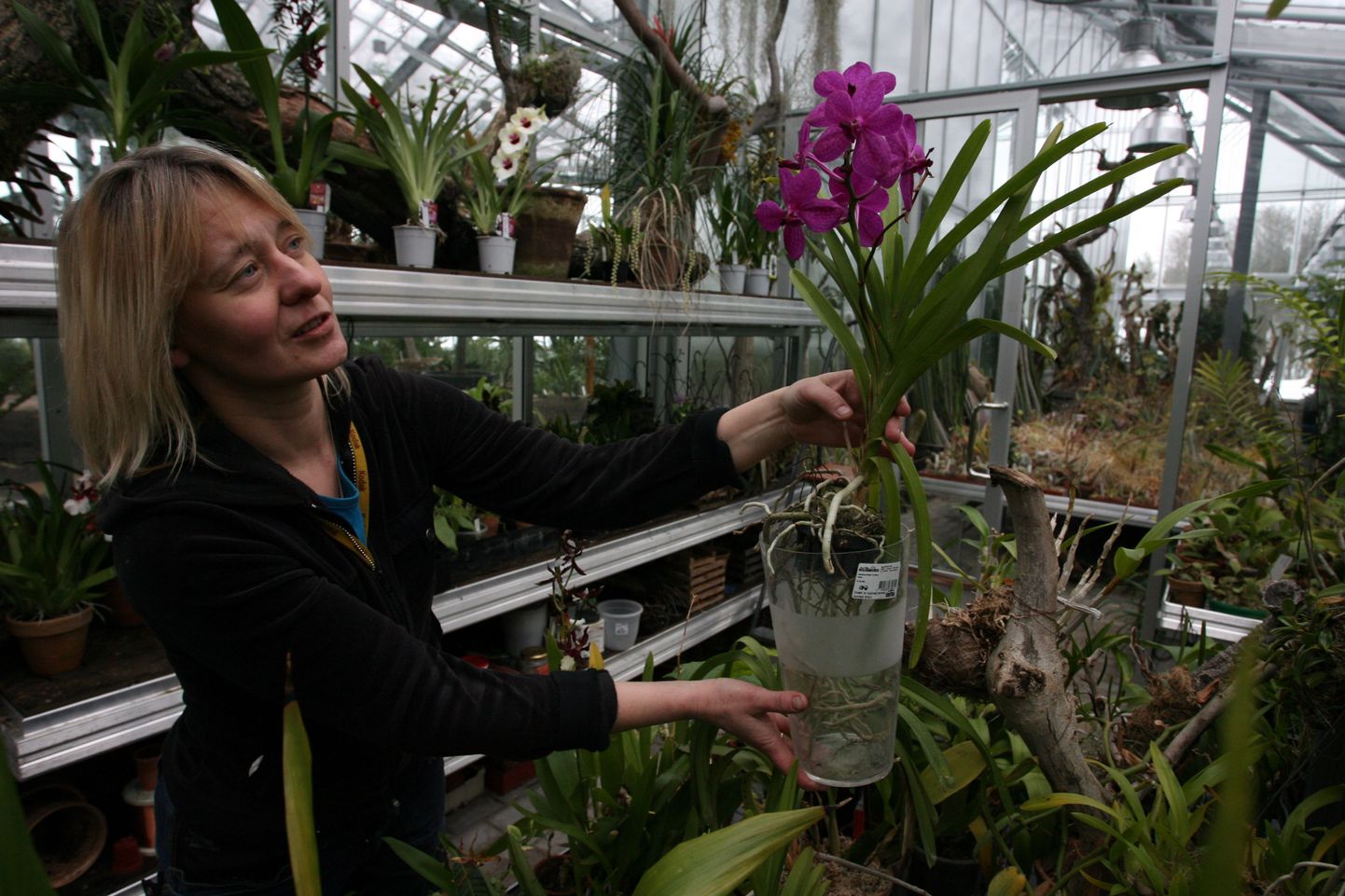 Tallinna Botaanikaaia aednik Ingrid Mägar näitamas erilisi orhideesid. Pildil on sort Vanda.