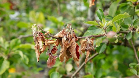 V Carnikavi na dvoriščnem vrtu odkrili nevarno bolezen sadnega drevja – bakterijski ožig