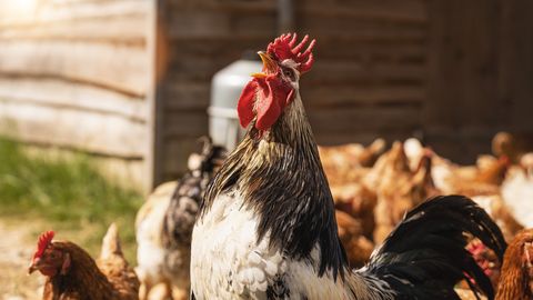 Mārtiņdienas horoskops