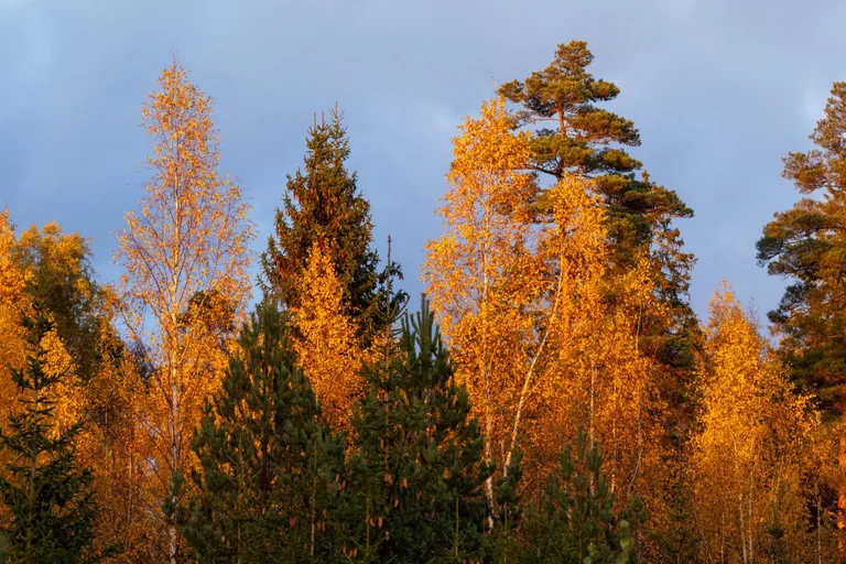 Kasekollane õhtuvalguses.