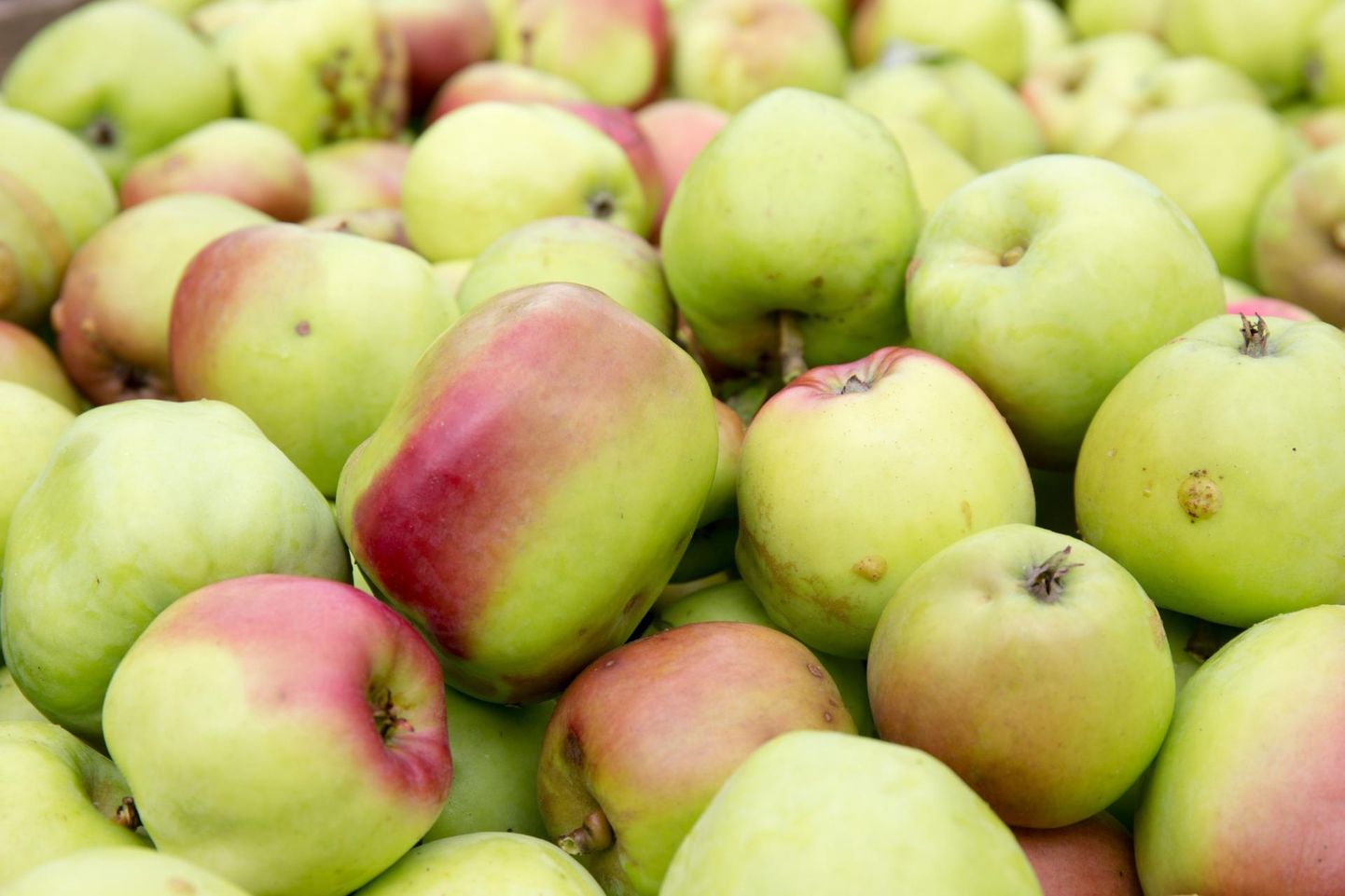 Need õunad on kindlasti pärit Mulgi Õuna aiast. Õunad korjati 2017. aasta sügisel otse Sakala ajakirjaniku ja fotograafi silme all.