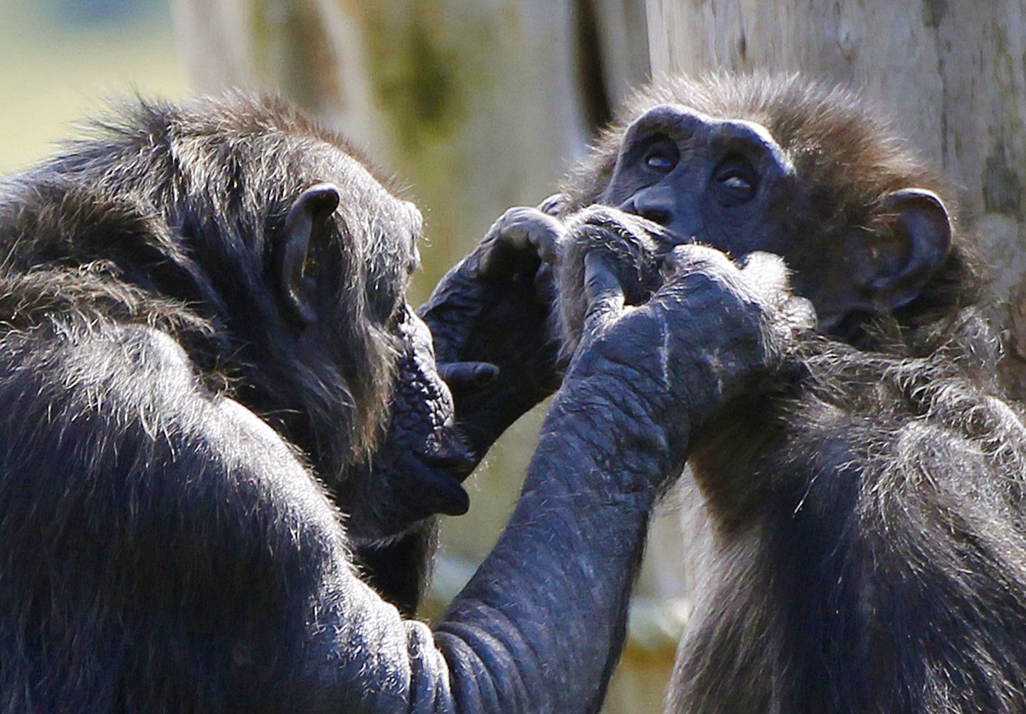 Nagu inimesed, on ka šimpansid paremakäelised