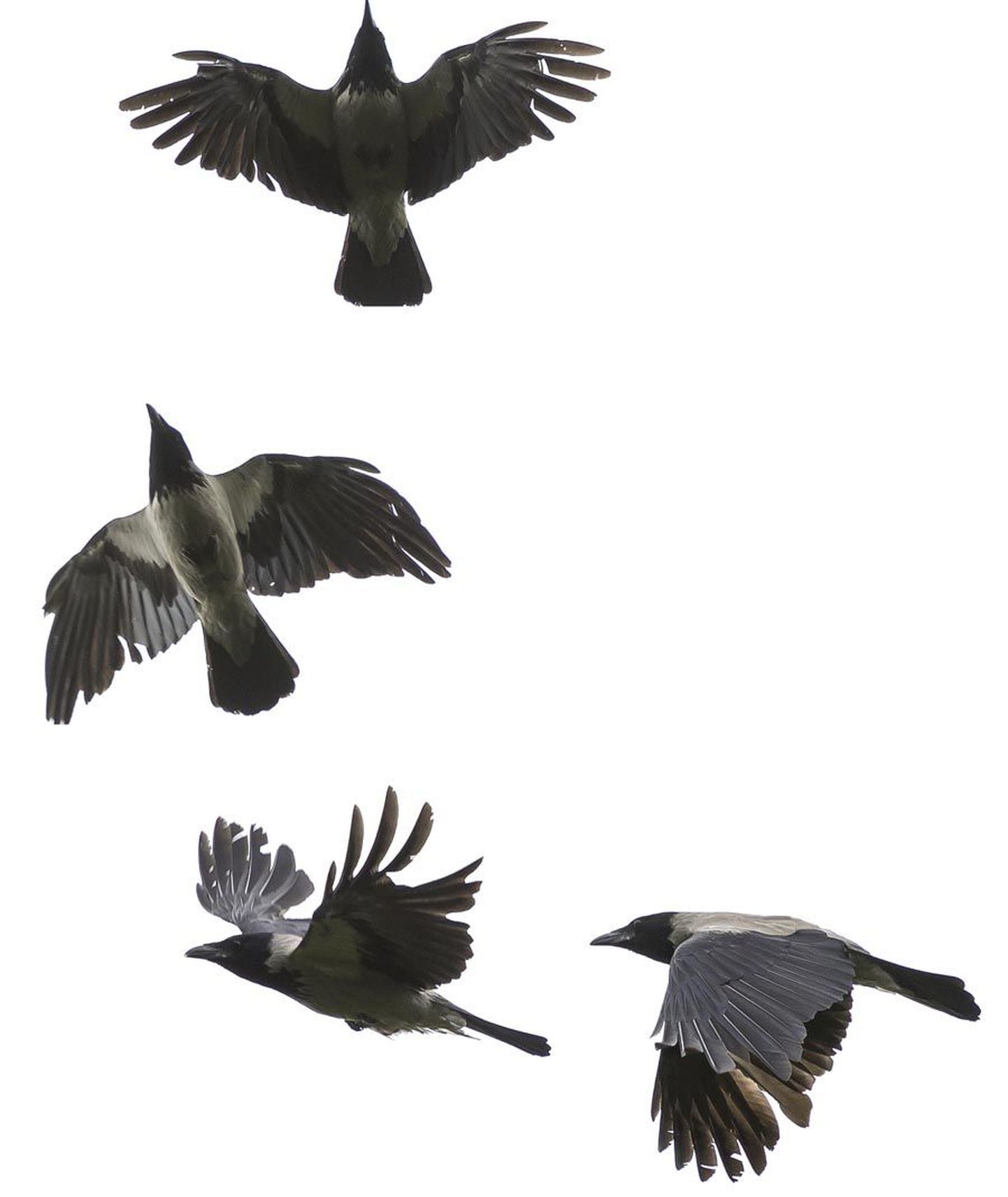 Piltlikult väljendudes suudavad linnud iga oma sulge eraldi liigutada ja selle asendit kontrollida.