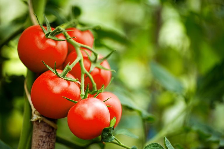 Tomatid lisavad toitudele rohkelt erinevaid tervislikke toitaineid.