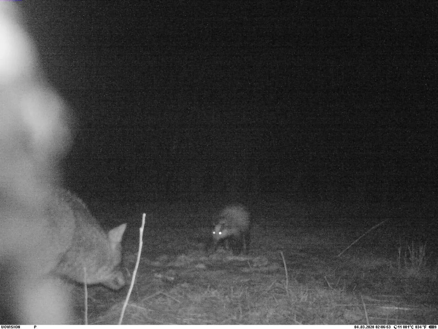 Rahnoja jahiseltsi maadel jäi täna öösel rajakaamerasse huvitav seik, kui kella kahe paiku ristusid elujõus hundi ja mägra teed.