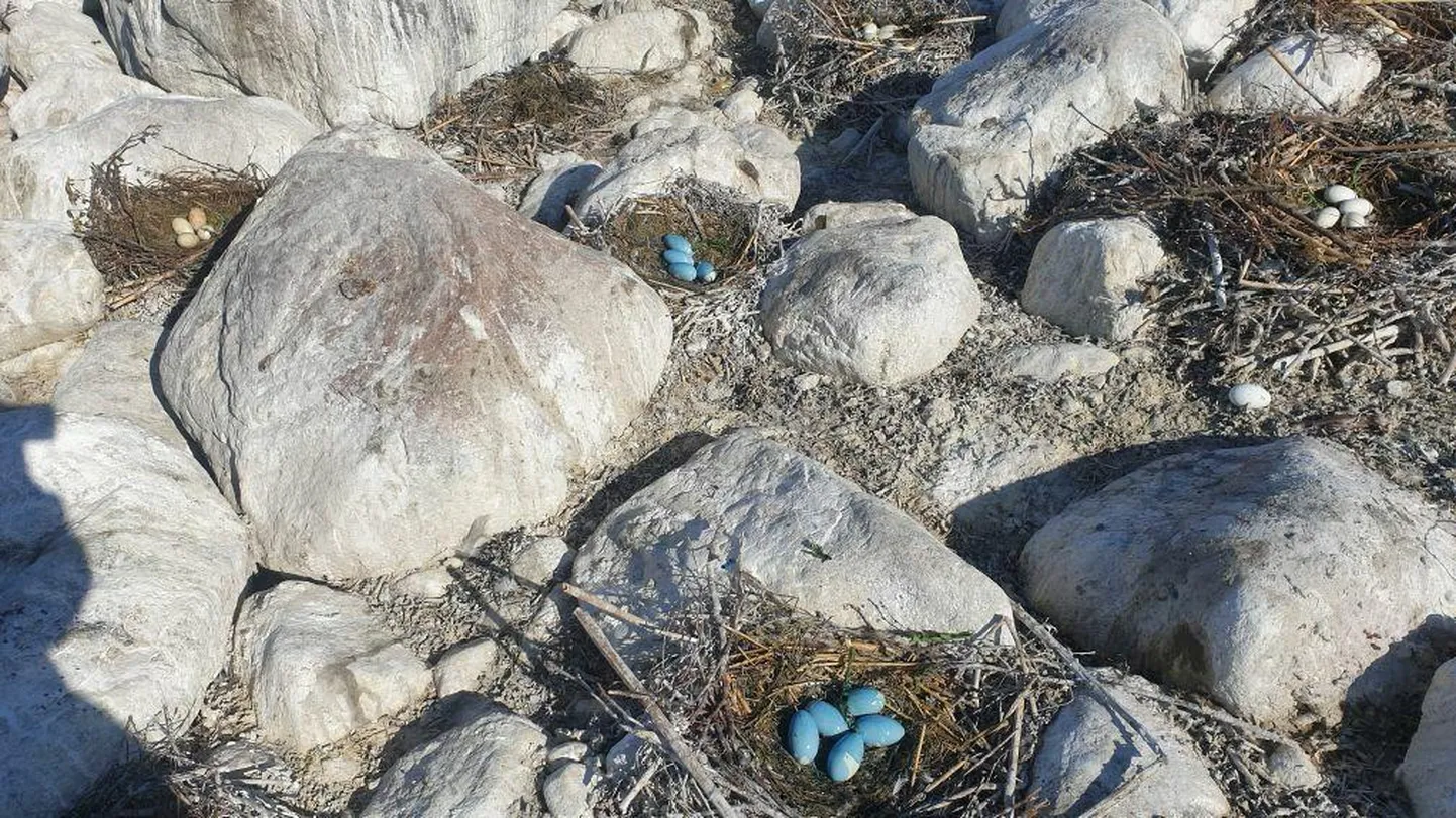 Kormoranimunade õlitamine eelmisel aastal Kasispea Suurloodil. Õlitatud munad on sinised.