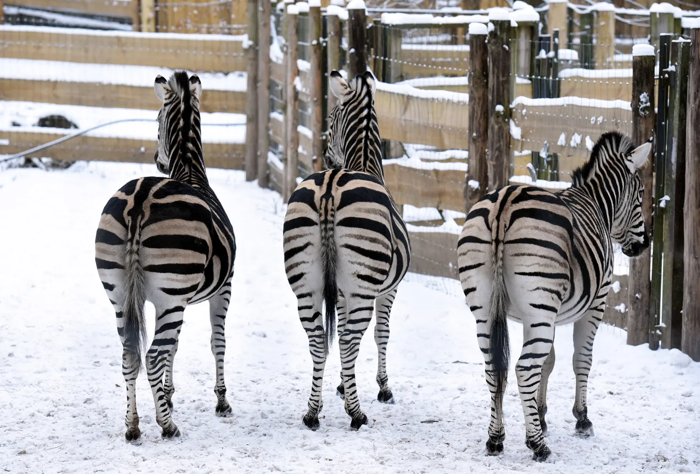 Zebras Rīgas Zooloģiskajā dārzā.